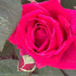 Meet your Posher, Robin